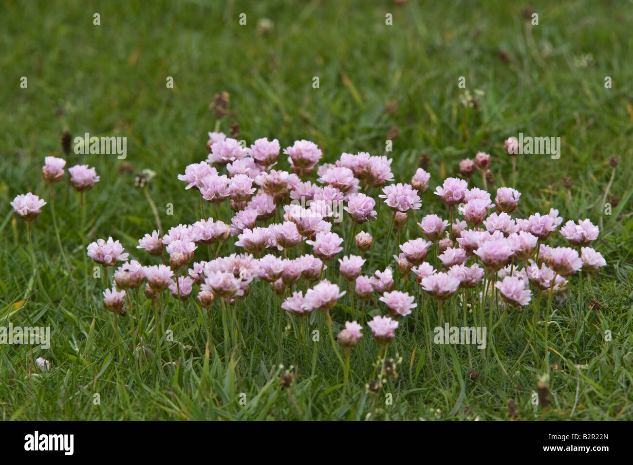 Sparsamkeit Armeria Maritima Blumen Sumburgh Shetlandinseln Scotland UK Juni Stockfoto