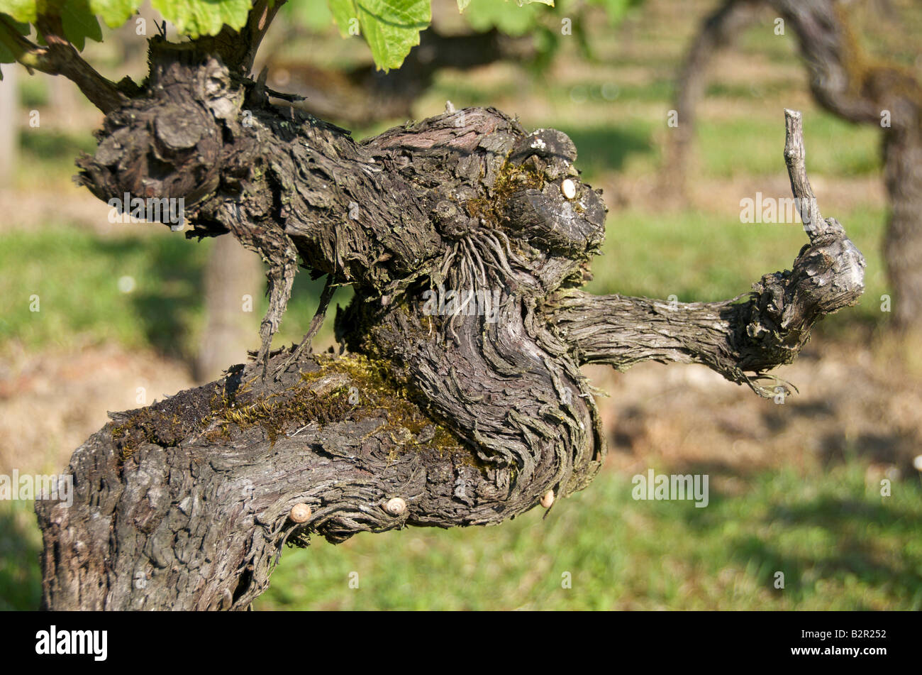 An der rebe Fotos und Bildmaterial in hoher Auflösung Alamy