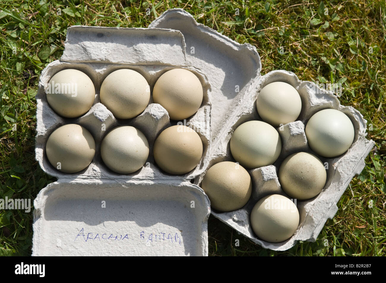 Zwerg Araucana-Eiern in Ei-Boxen zum Verkauf Bauern Markt Leeds West Yorkshire England UK Europe Stockfoto