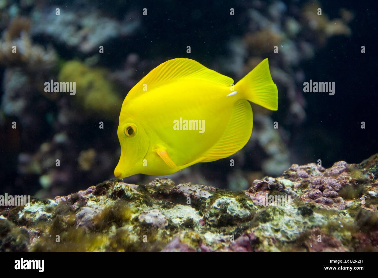 Gelb oder freche Tang Zebrasoma Flavescens Oceanopolis Brest Frankreich Stockfoto