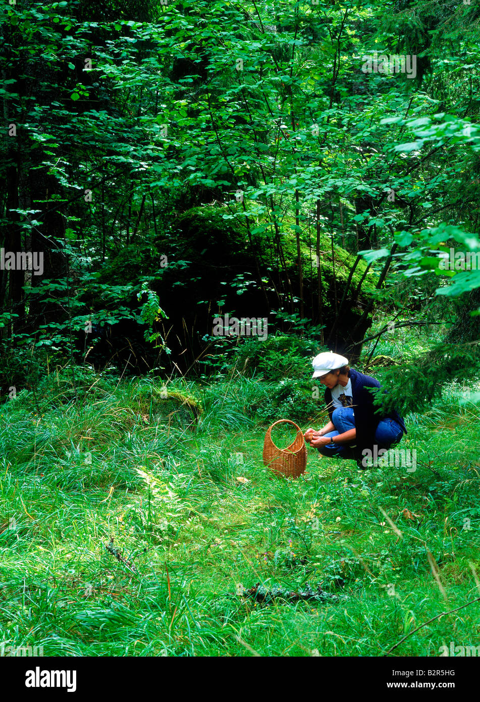 Frau, sammeln von Pilzen im schwedischen Wald im Herbst Stockfoto