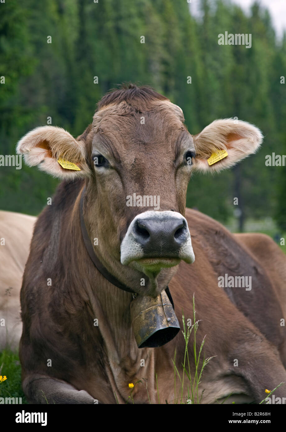 Alpine Kuh trägt Bell sitzen in Wiese, Dolomiten, Italien Stockfoto