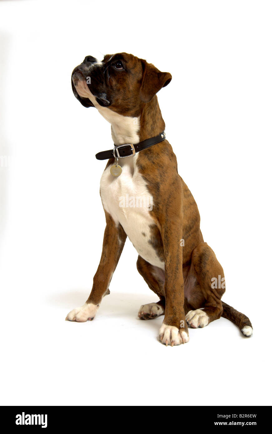 Boxer Hund 6 Monate alten Welpen Stockfoto