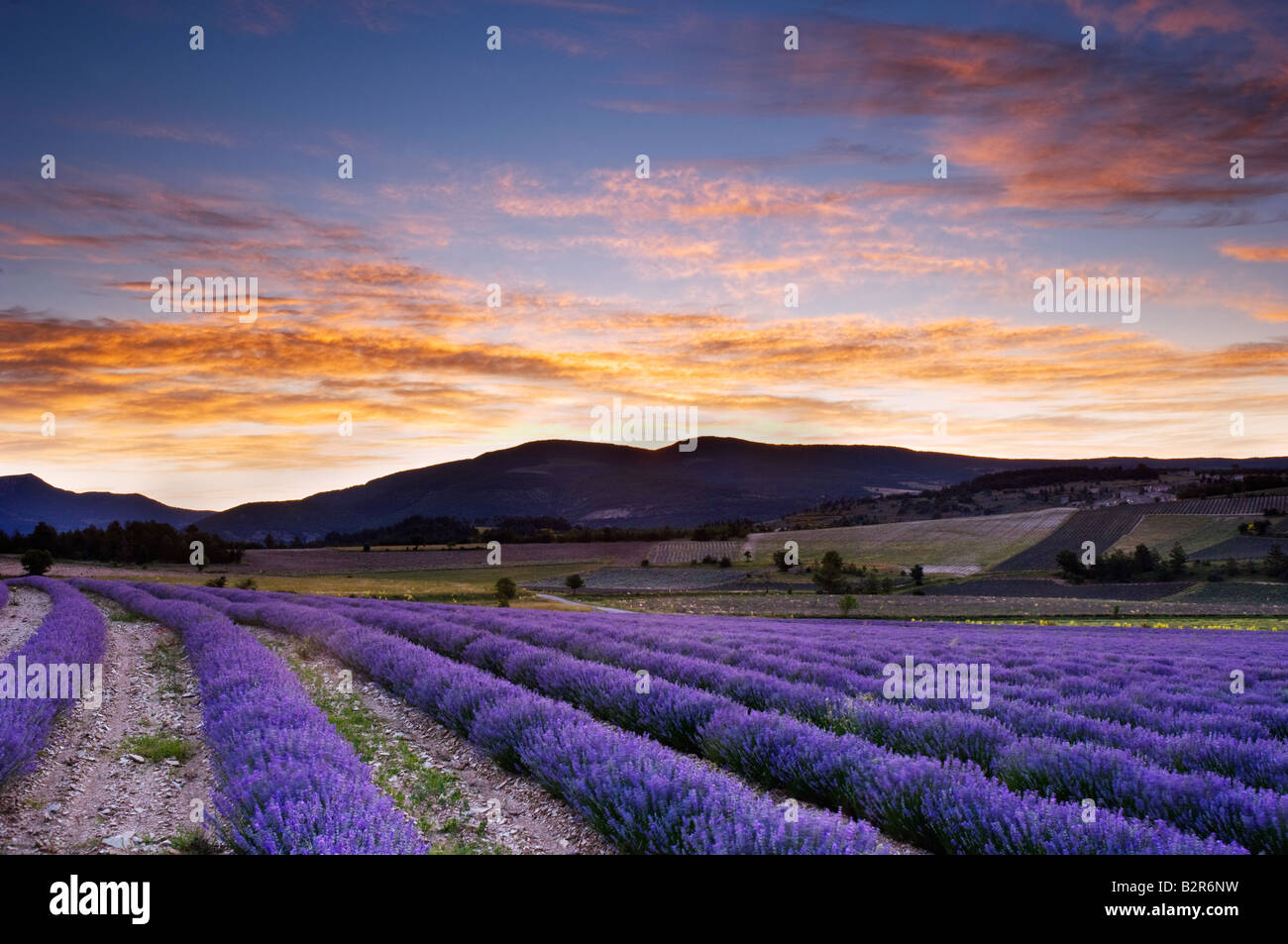 Morgendämmerung auf die Lavendelfelder in der Nähe von Sault mit der Montagne du Buc in der Ferne Stockfoto