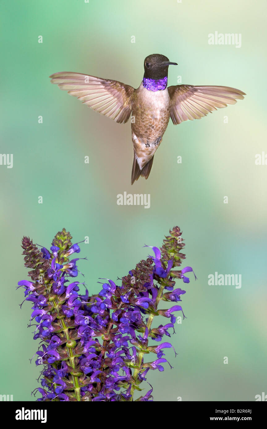 Schwarzer-chinned Kolibri Archilochos Alexander Amado Arizona USA Stockfoto