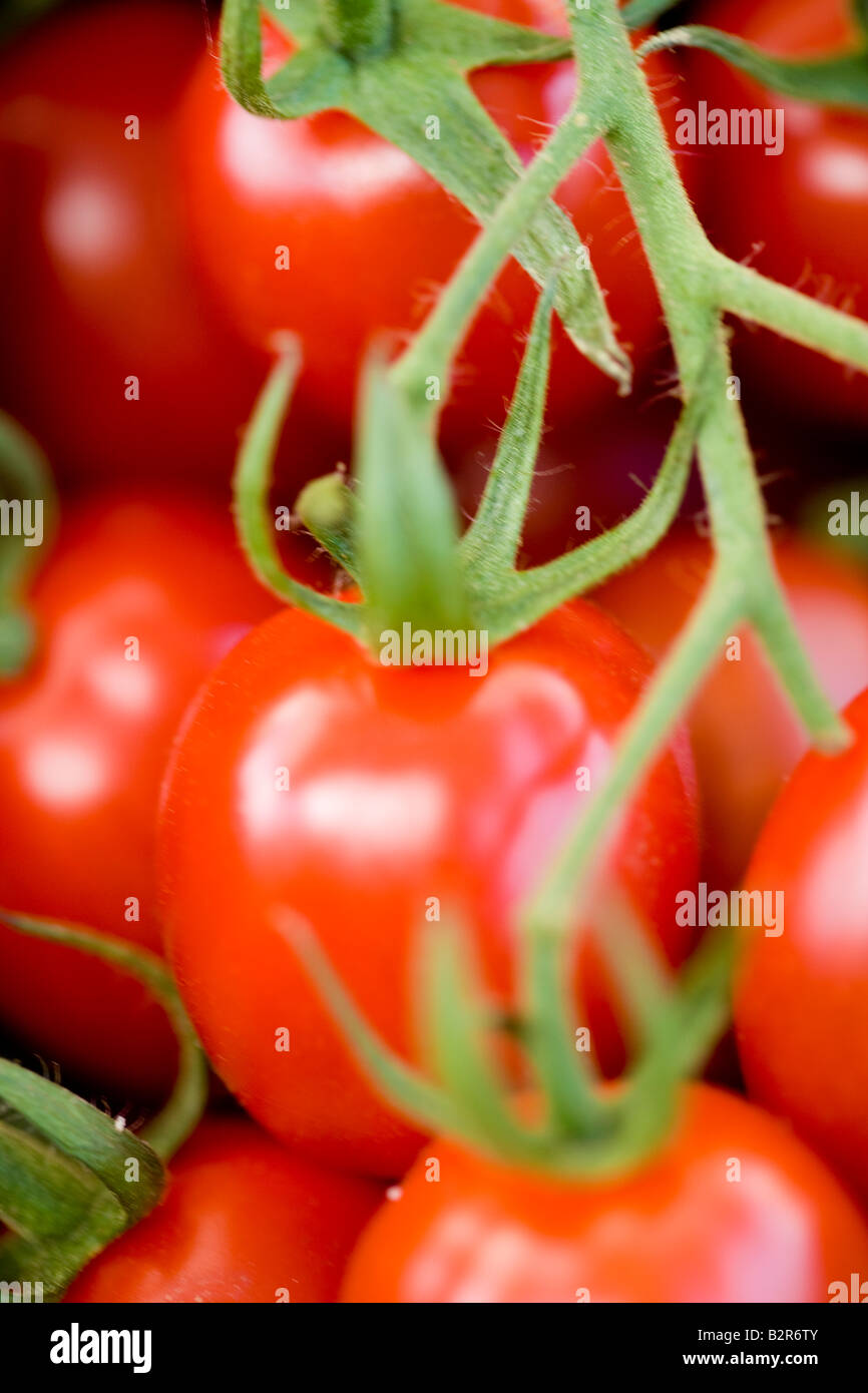 Tomate, Gemüse, Obst, Weinrebe, weiß, Hintergründe, frische, Lebensmittel, Makro, isoliert, Tau, Bio, nass, rot, gesundes Essen, Dr. Stockfoto