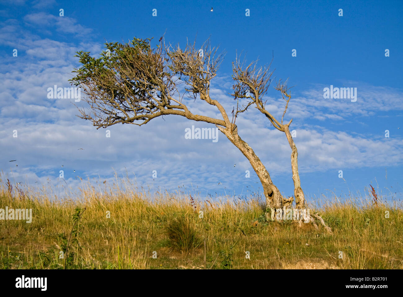 einem windigen Baum auf dem Weg nach Cuckmere haven Stockfoto