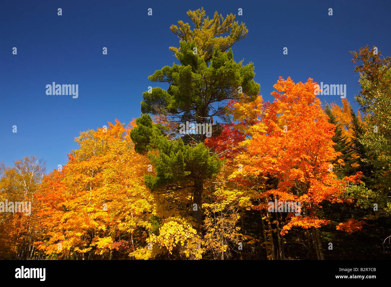 Herbst Farben Ashland County, Wisconsin USA Stockfoto