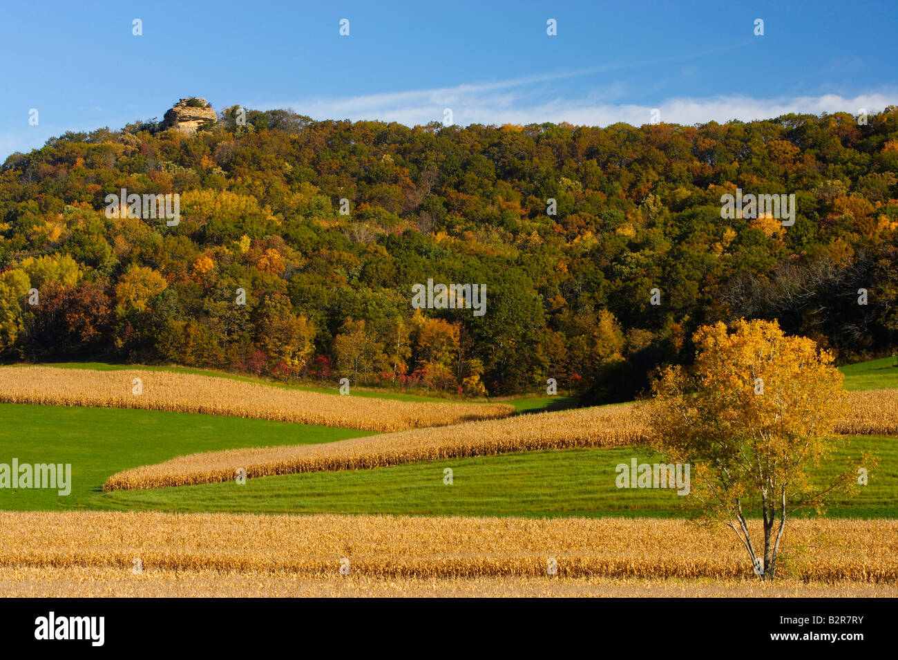 Feld mit Baum Norwalk Wisconsin USA Stockfoto