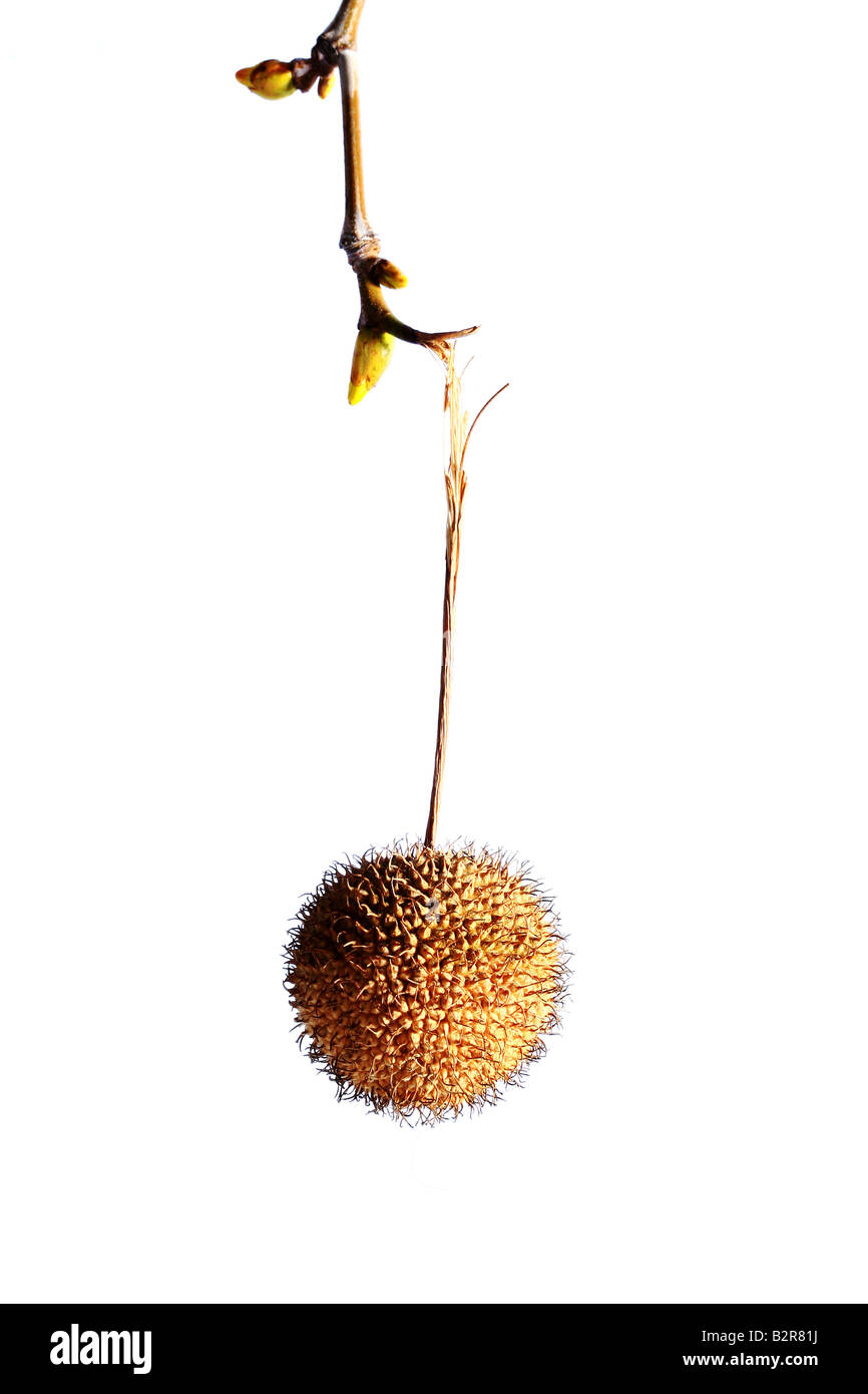 trockene Pflanze hängen einen Zweig mit Knospen Stockfoto