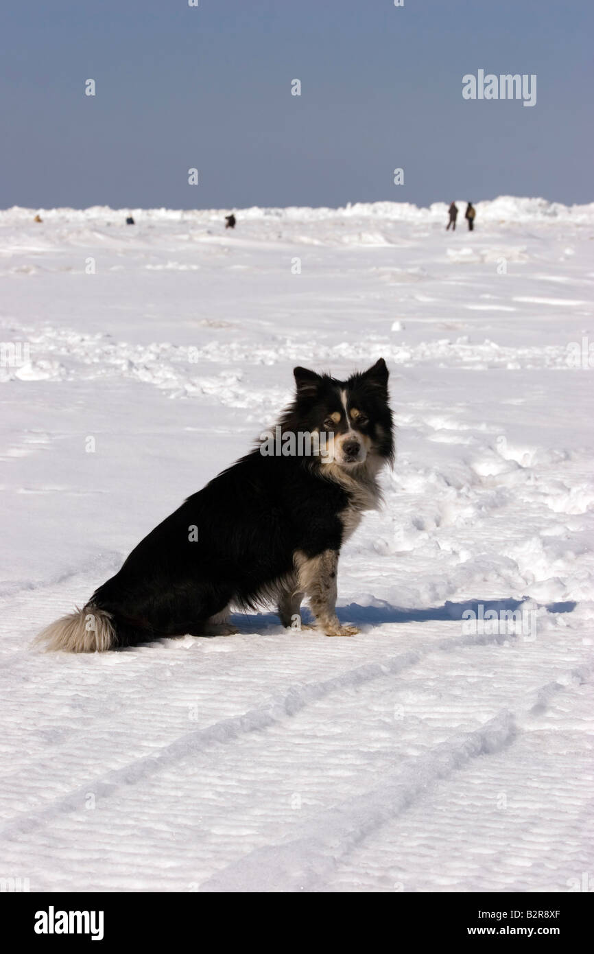 Ein Hund ist Eis Fischer auf dem Schelfeis an der Westküste der Insel Sachalin im Meer von Okhotsk, Russische Föderation beitreten. Stockfoto