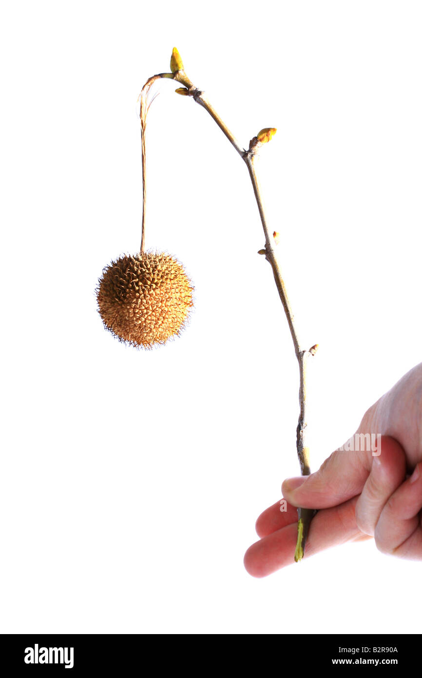 Hand, die trockene Pflanze auf einem Zweig mit Knospen Stockfoto