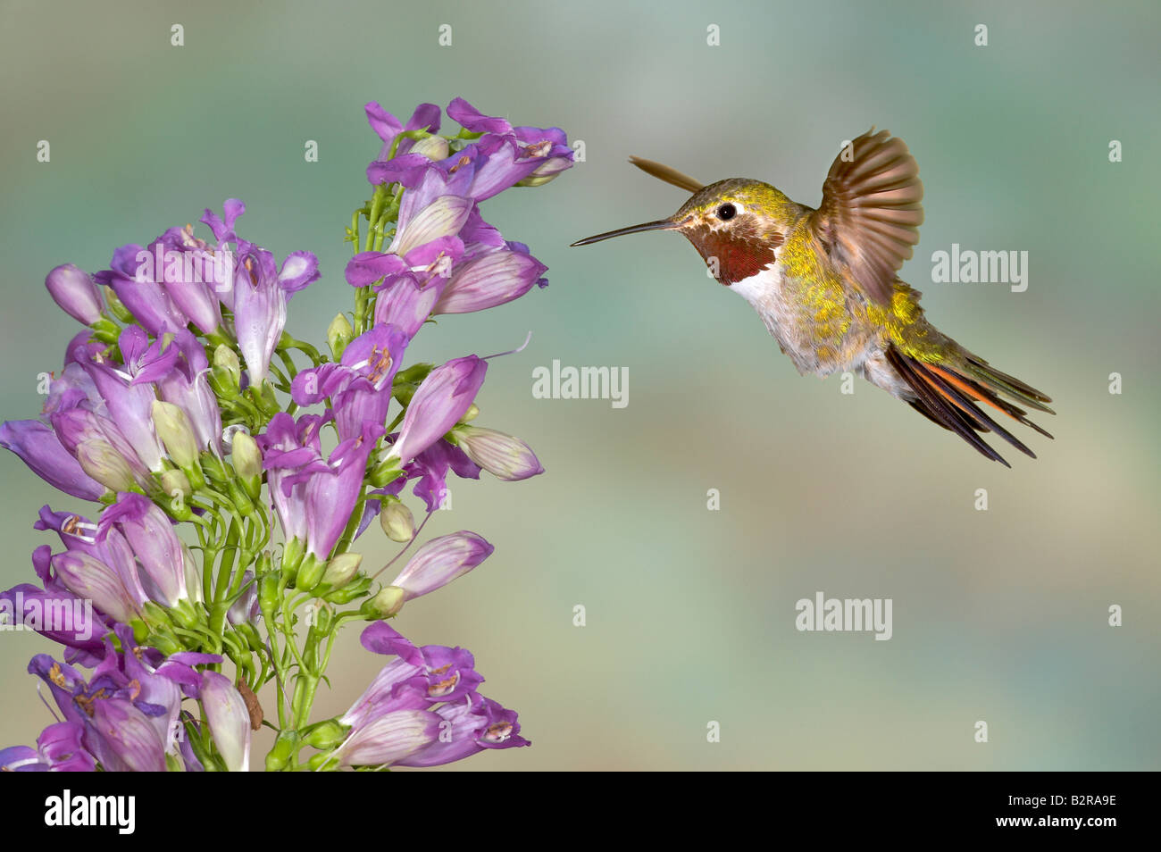 Breit-tailed Kolibri Selasphorus Platycercus Amado Arizona USA Stockfoto