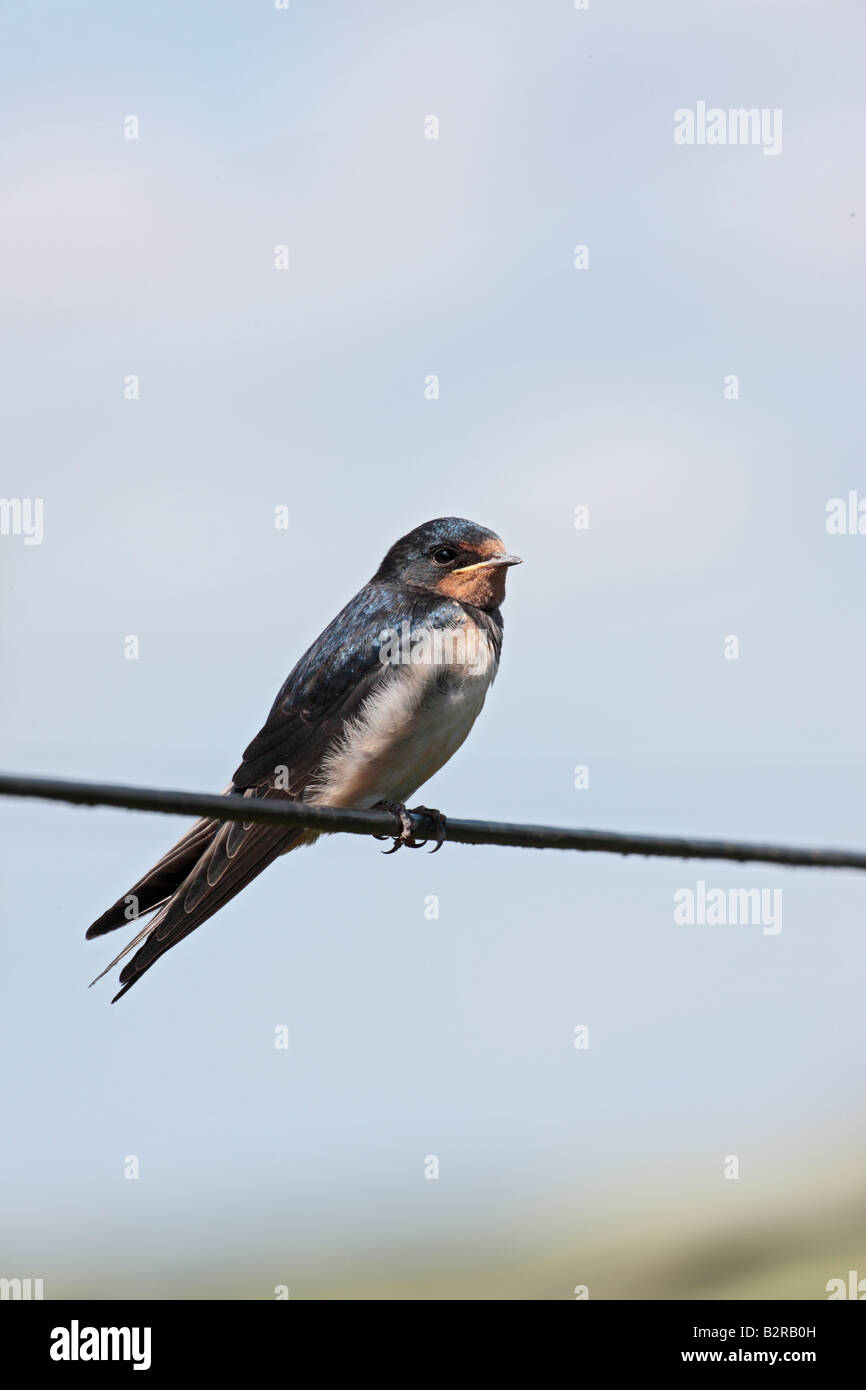 Schwalbe Hirundo Rustica gehockt Oberkabel Potton Bedfordshire Stockfoto