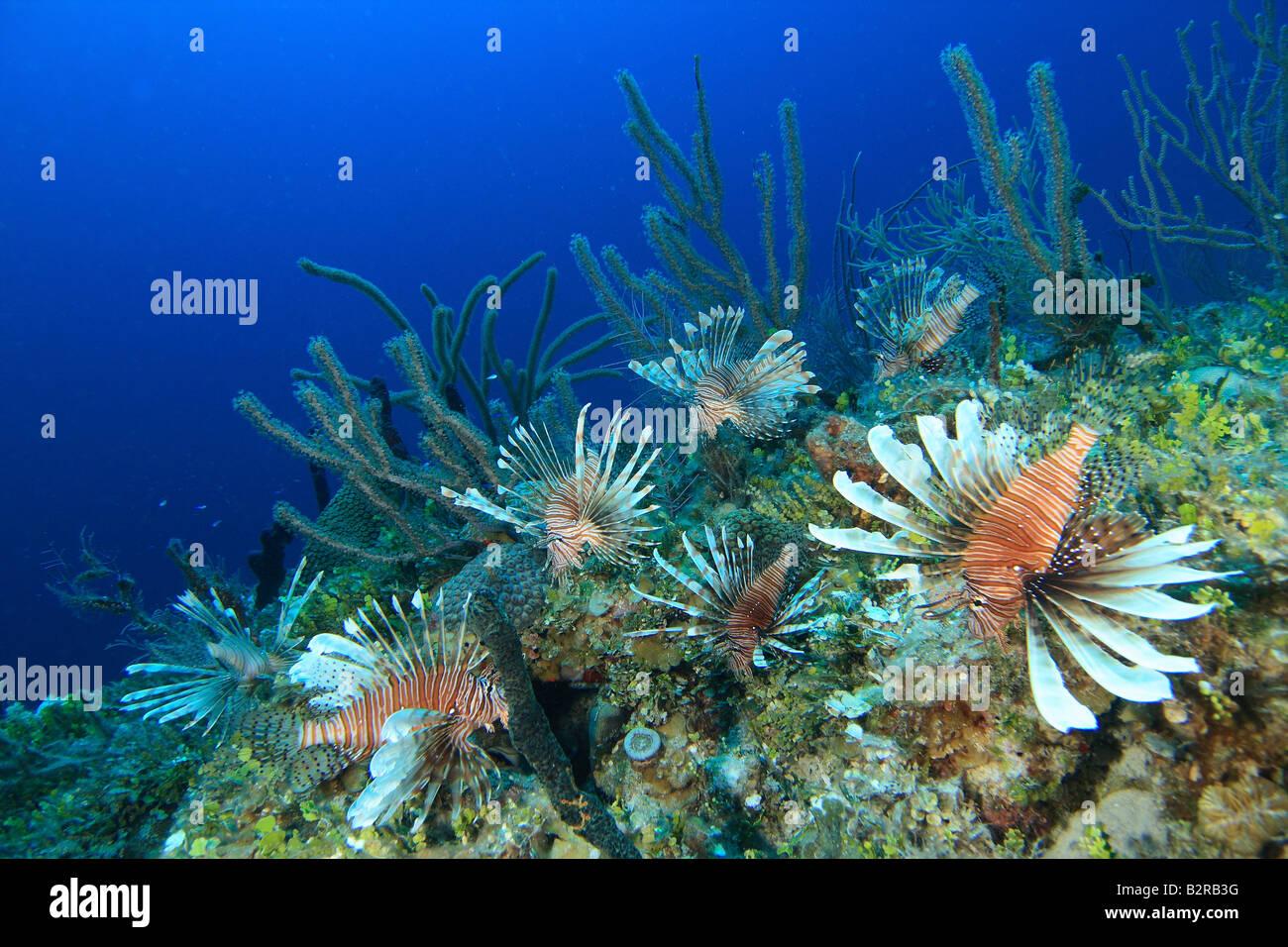 Gemeinsamen Rotfeuerfisch Pterois Miles, eine eingeführten Arten auf den Bahamas Stockfoto
