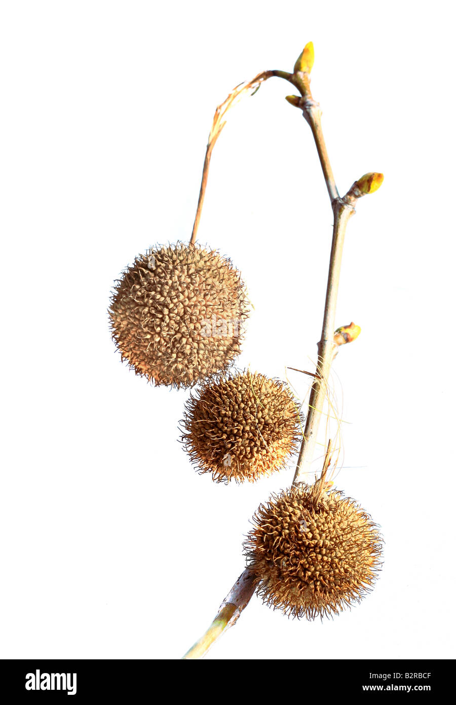 trockene Pflanze hängen einen Zweig mit Knospen Stockfoto