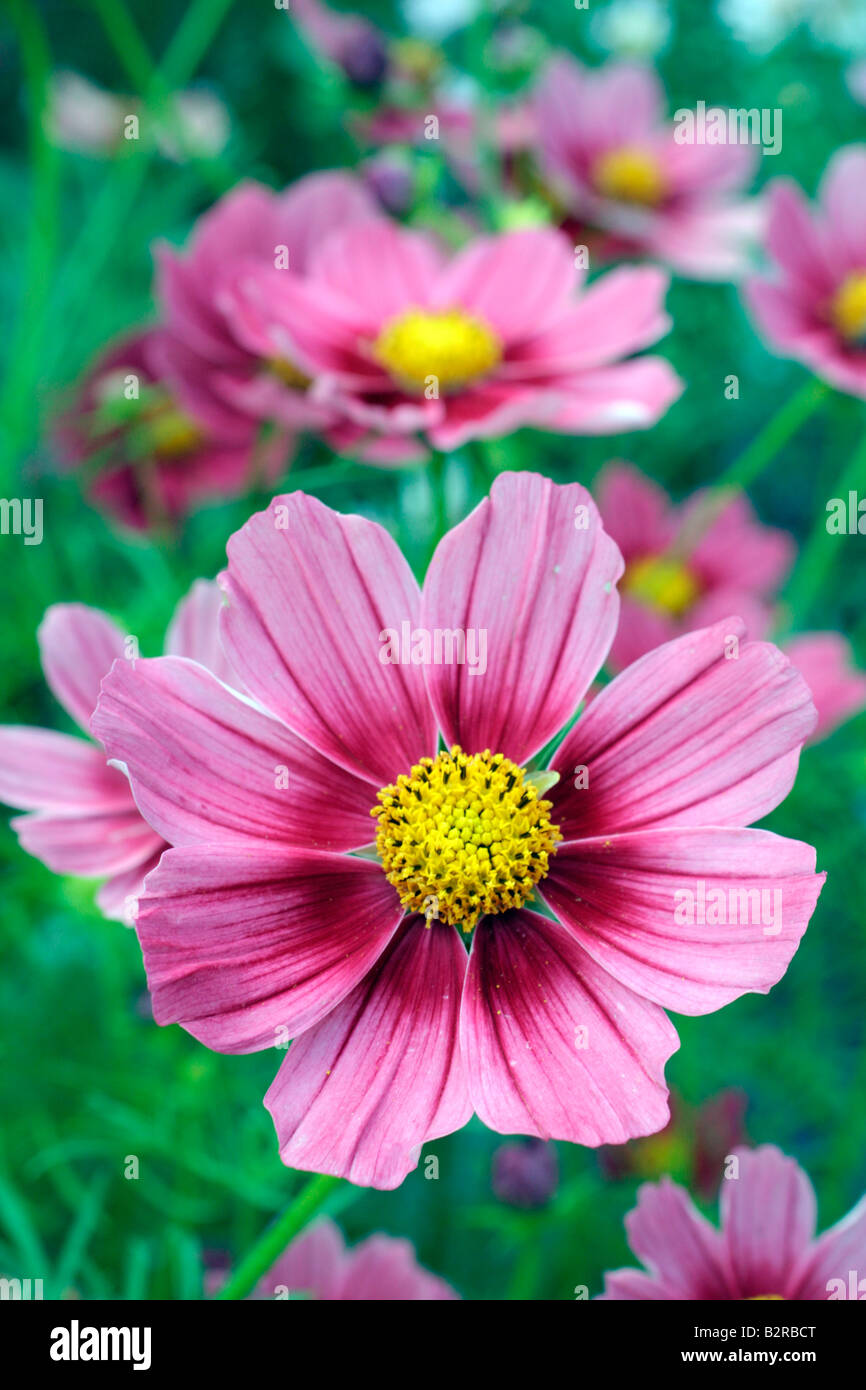Kosmos bipinnatus antike Fotos und Bildmaterial in hoher Auflösung