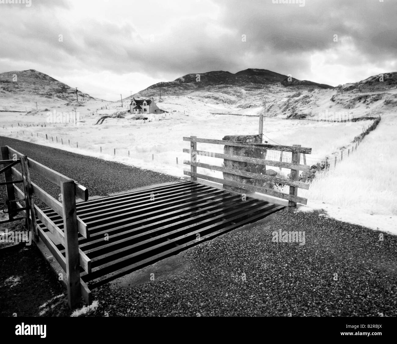 Infrarot-Bild von einem Vieh-Raster auf der Isle of Harris, Hebriden, Schottland, UK Stockfoto