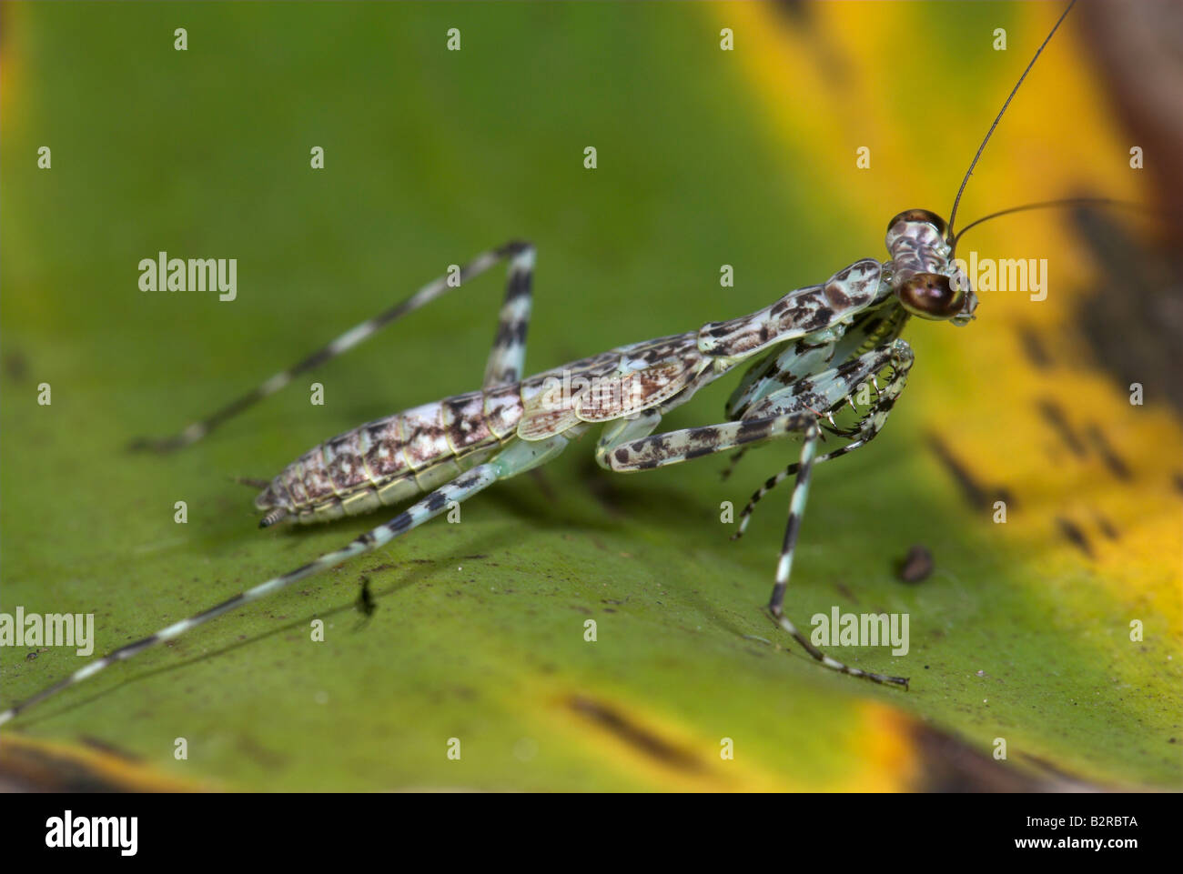 Liturgusa annulipes Fotos und Bildmaterial in hoher Auflösung Alamy