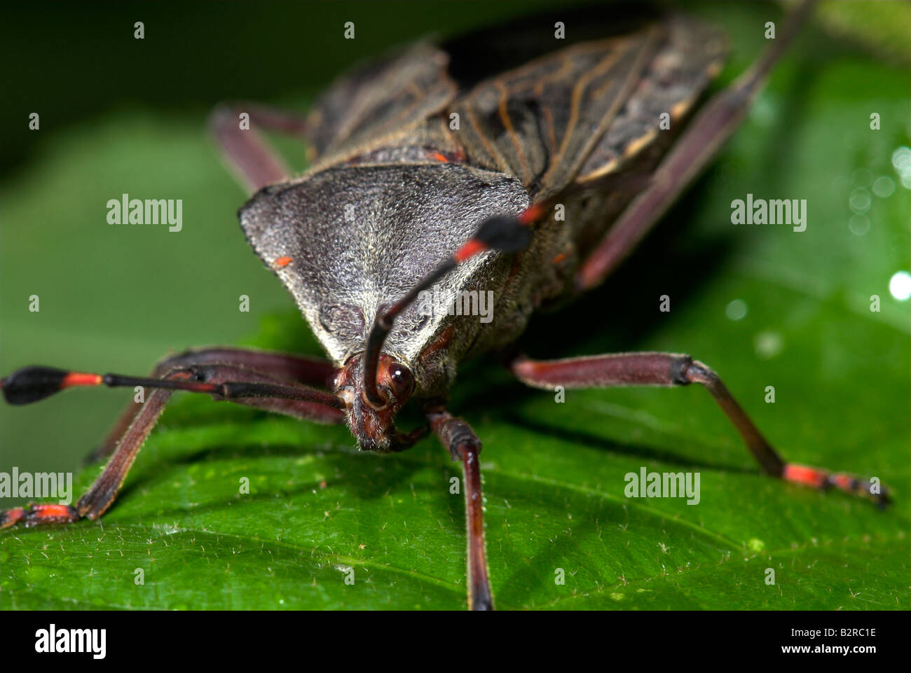 Assassin-Bug Familie Reduviidae auf Blatt Costa Rica Stockfoto