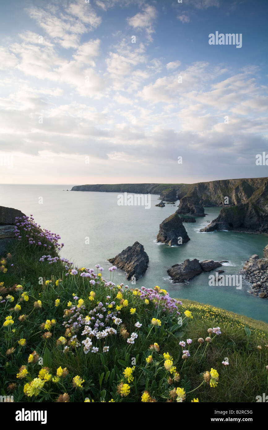 Bedruthan Steps, Cornwall Nordküste mit Niere Wicke und Sparsamkeit Frühlingsblumen auf den Klippen-Porträt Stockfoto