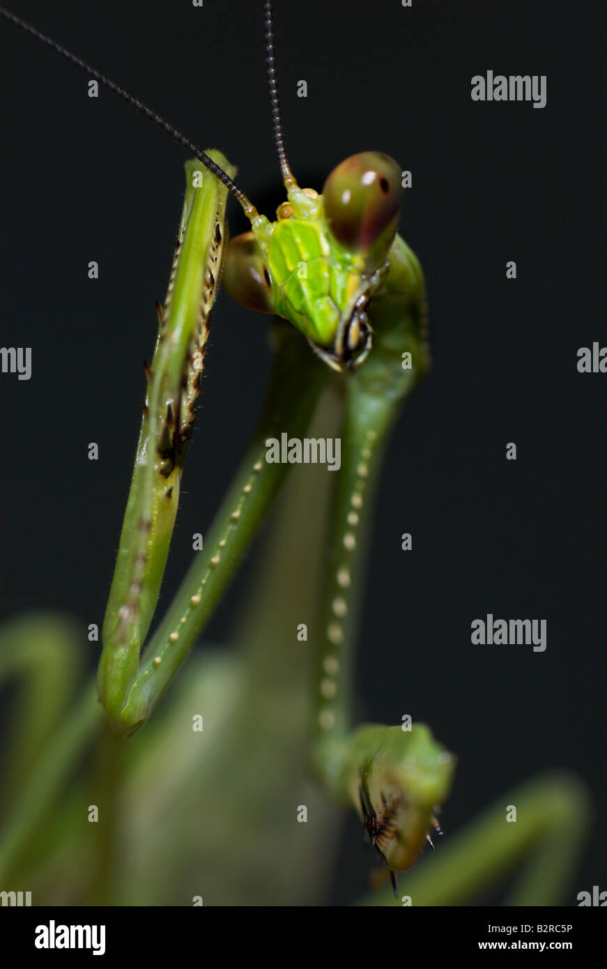 Praying Mantis FamilyMantidae costarica Stockfoto