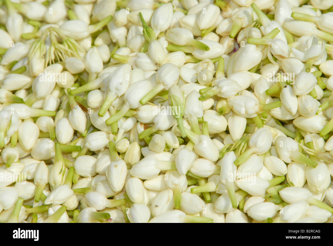 Jasmin Stockfoto