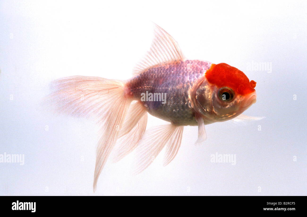 Red Cap Oranda Arten von Goldfischen Stockfoto