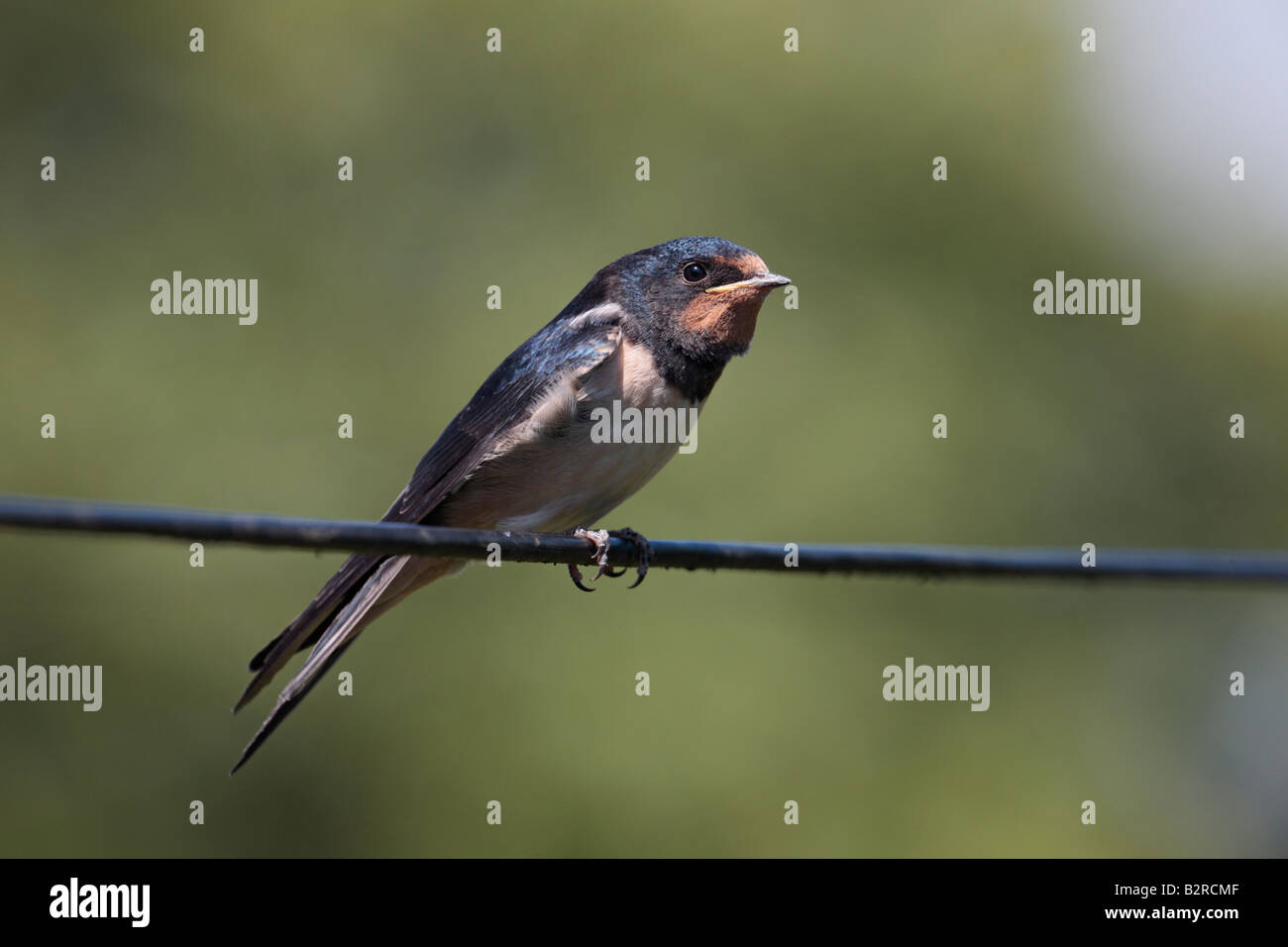 Schwalbe Hirundo Rustica gehockt Oberkabel Potton Bedfordshire Stockfoto