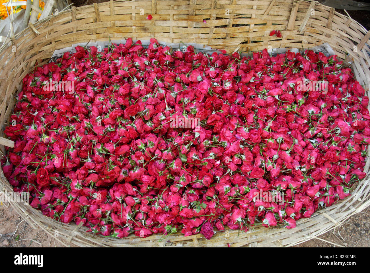 Schaltfläche "rose Blumen im Korb Stockfoto