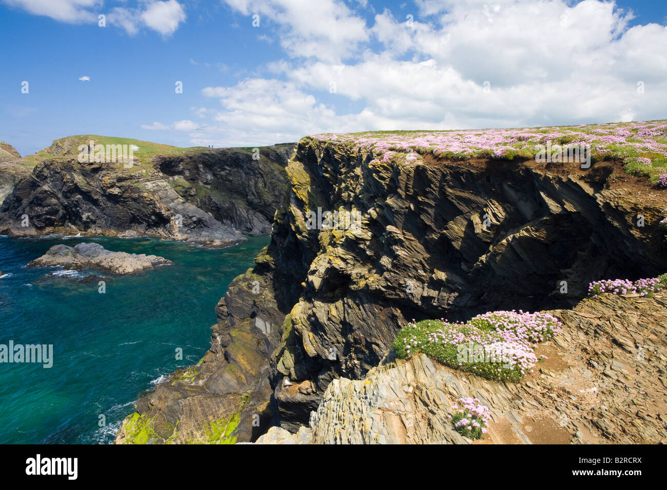 Klippen am Trevone North Cornwall Küste im Frühjahr mit Sparsamkeit Stockfoto