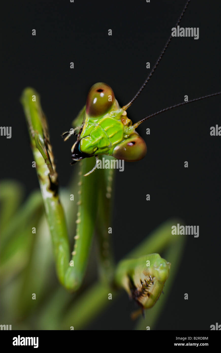 Praying Mantis FamilyMantidae costarica Stockfoto