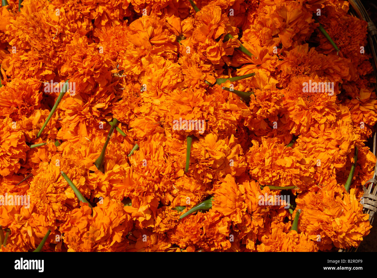 Tagetes-Ringelblumen Stockfoto