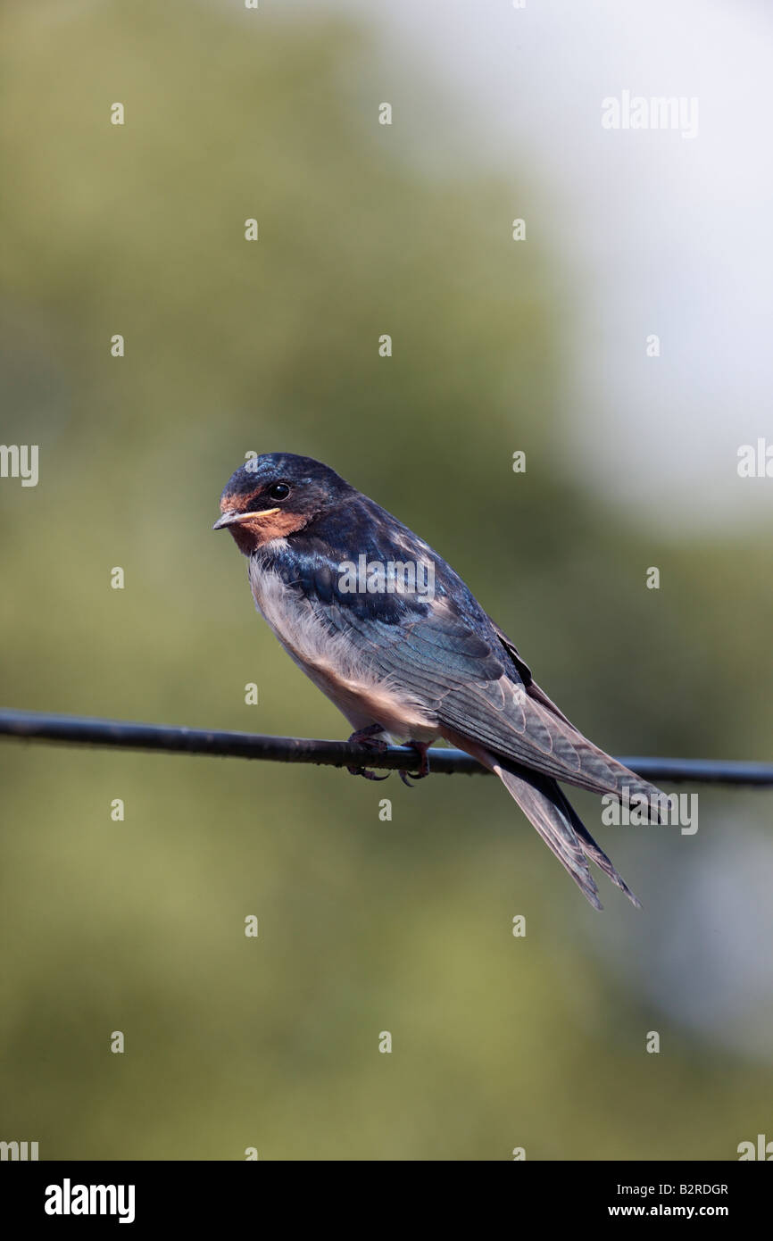 Schwalbe Hirundo Rustica gehockt Oberkabel Potton Bedfordshire Stockfoto