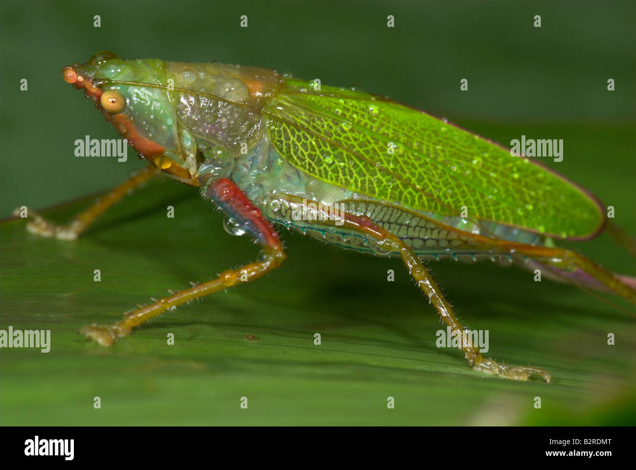 Unter der Leitung von Kegel Grashuepfer FamilyTettigoniidae costarica Stockfoto