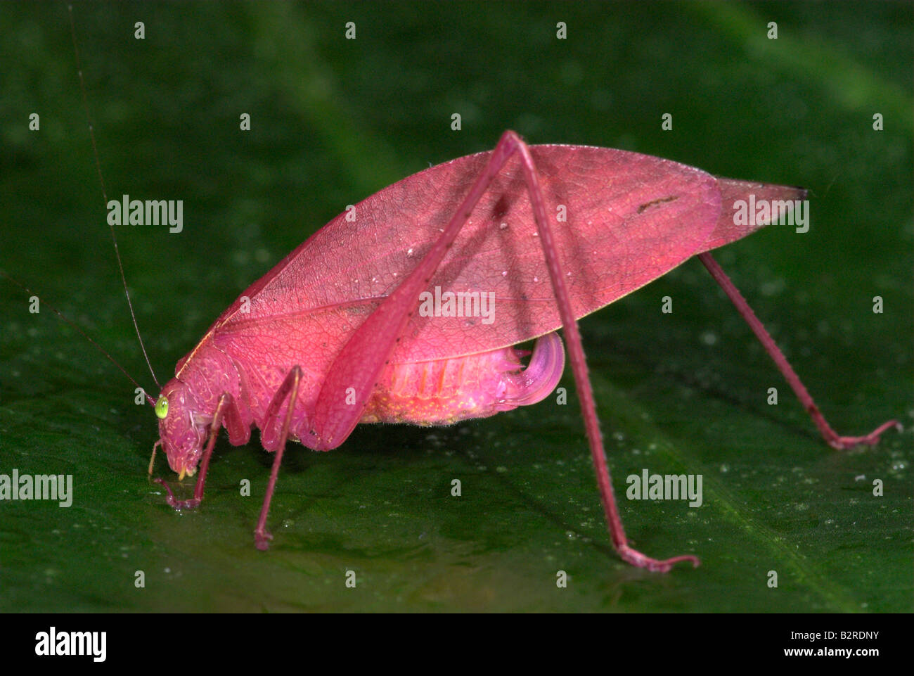 Rosa farbige Runde fuhren Grashuepfer Amblycorypha sp Costa Rica Stockfoto