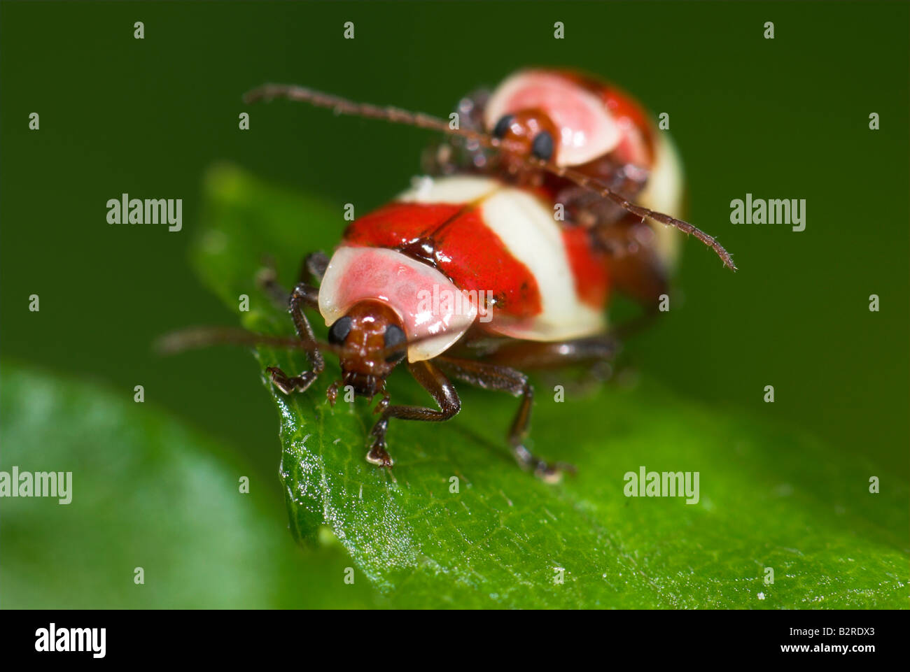 Pflanzen Sie Bugs Paarung FamilyMiridae costarica Stockfoto