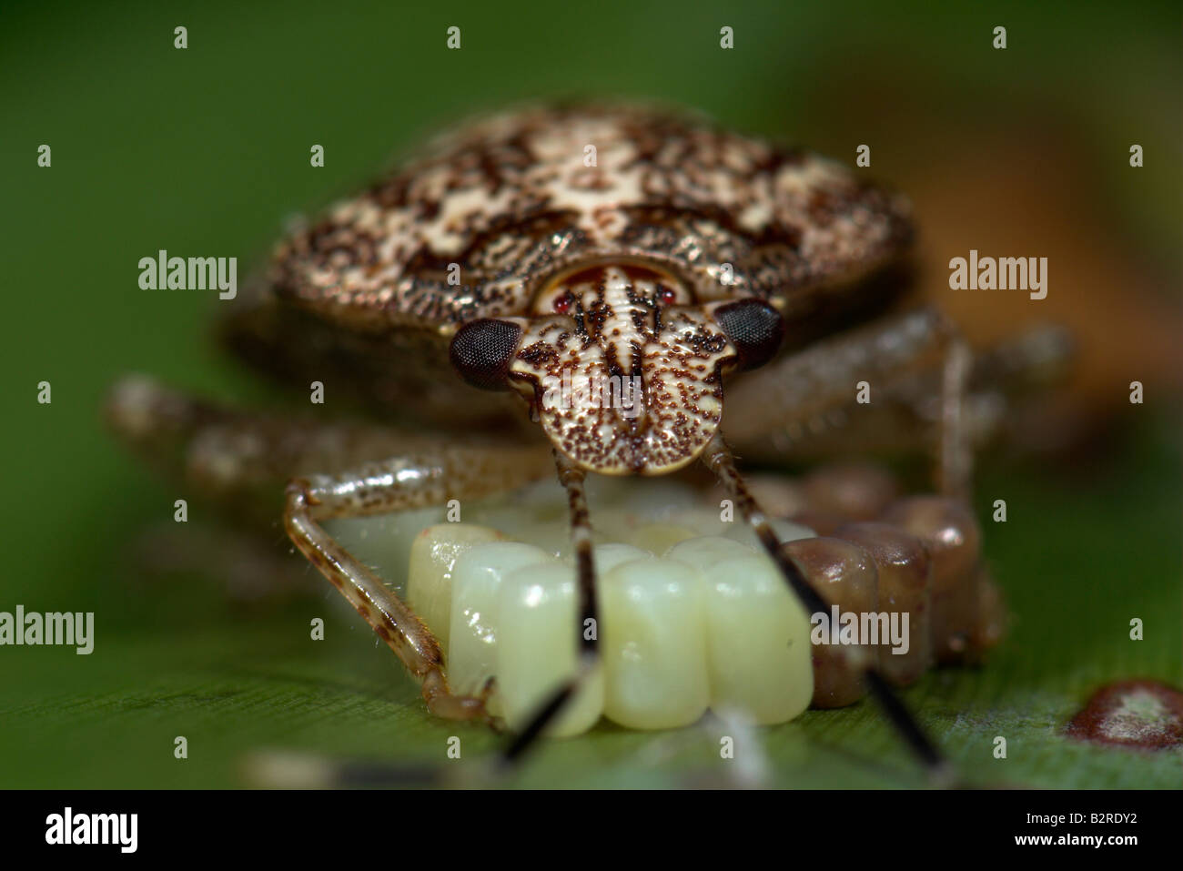 Stink Bug FamilyPentatomidae Costa Rica Stockfoto