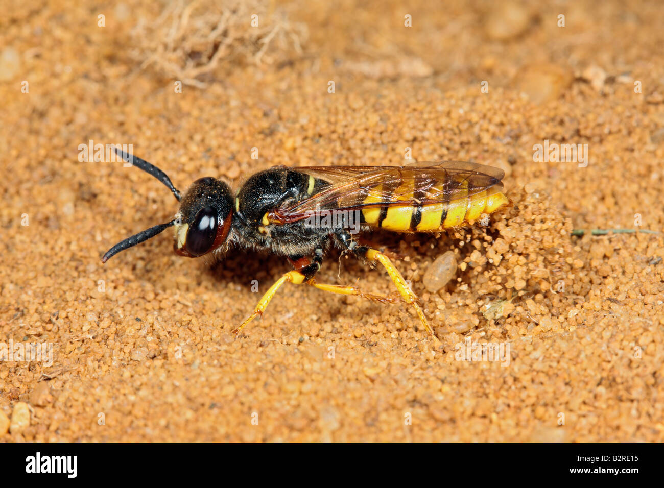 Biene-Wolf oder Bee-Killer Wespe Philanthus Triangulum Potton Bedfordshire Stockfoto