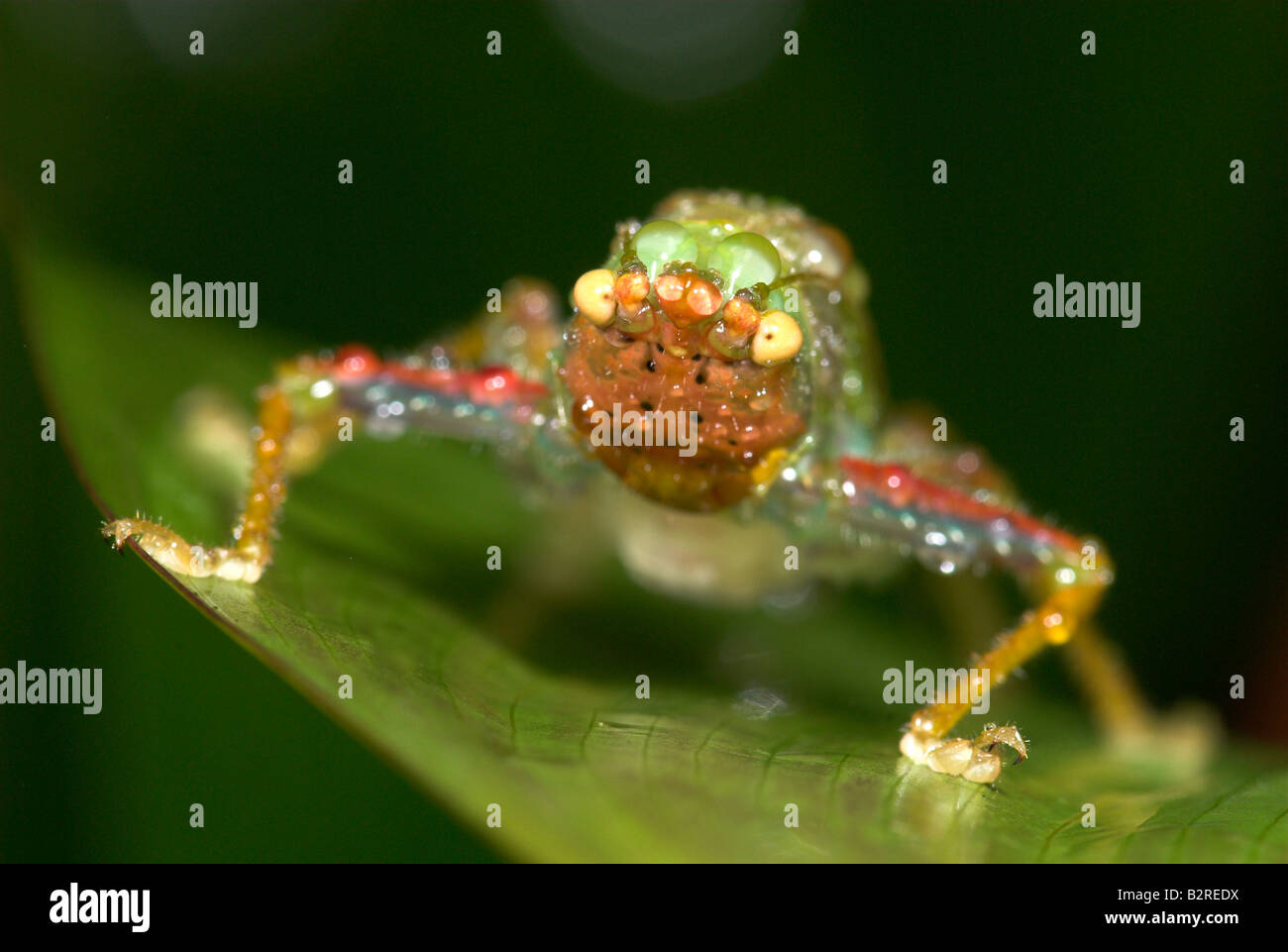 Unter der Leitung von Kegel Grashuepfer FamilyTettigoniidae costarica Stockfoto