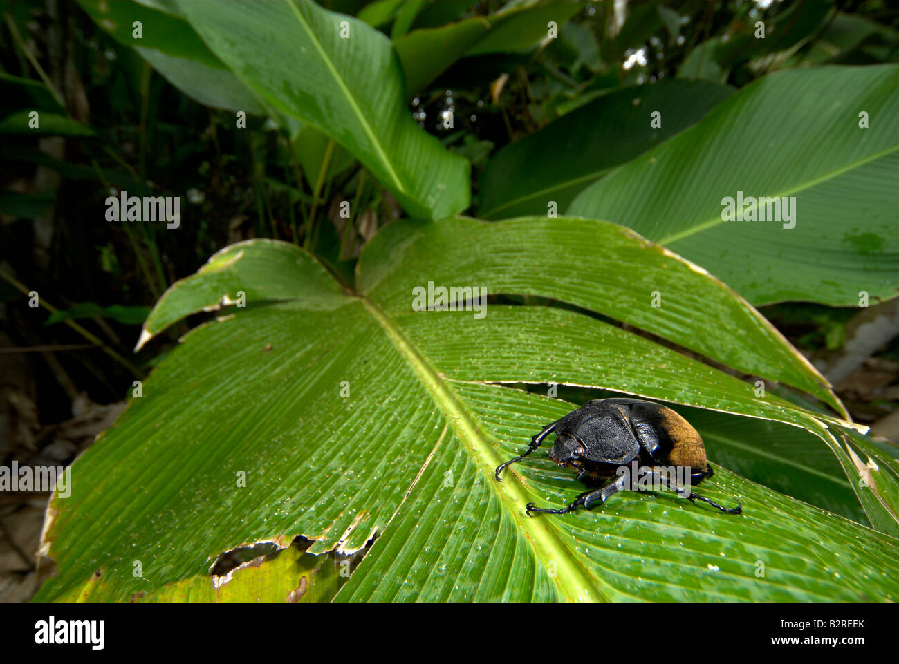 Skarabäus-Käfer Megasoma Elephas Costa Rica Stockfoto