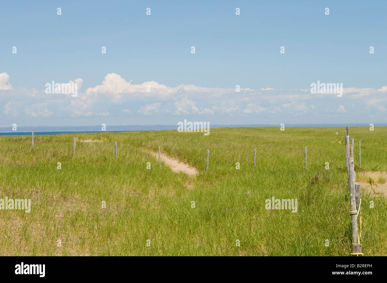 Dünengebieten Grass auf Miscou Insel New Brunswick Stockfoto