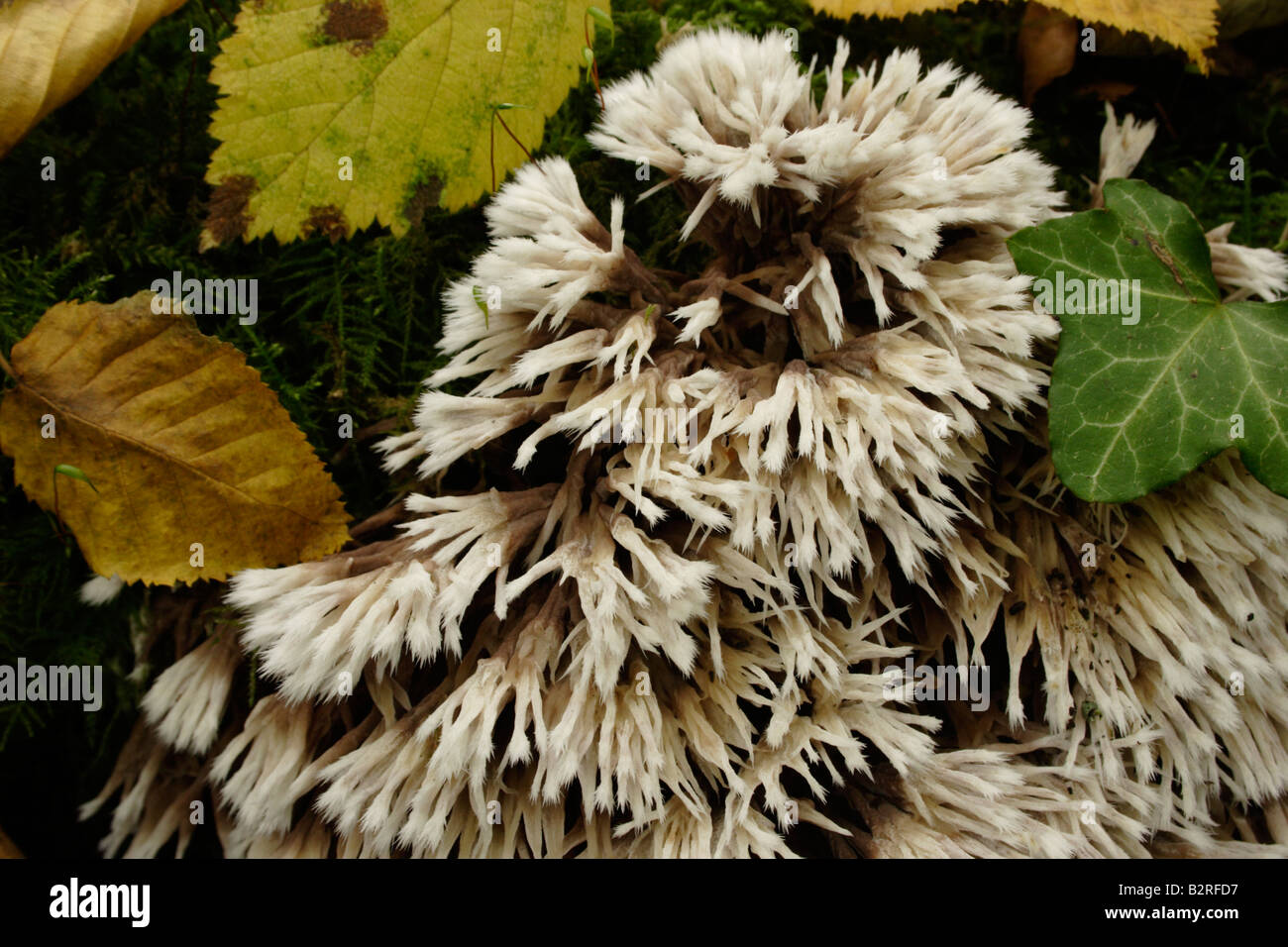Ein Earthfan Pilz Thelephora Spiculosa im Wald UK Stockfoto