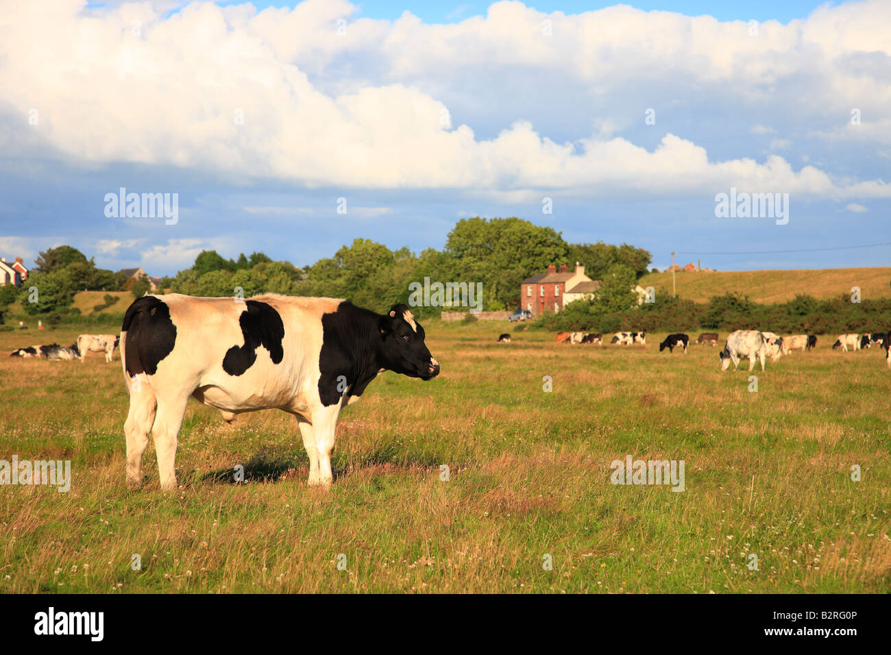 Bullock auf grobe Salz-Sumpf-Weide. Bowness auf Solway Cumbria, England, Vereinigtes Königreich. Sommerabend. Stockfoto