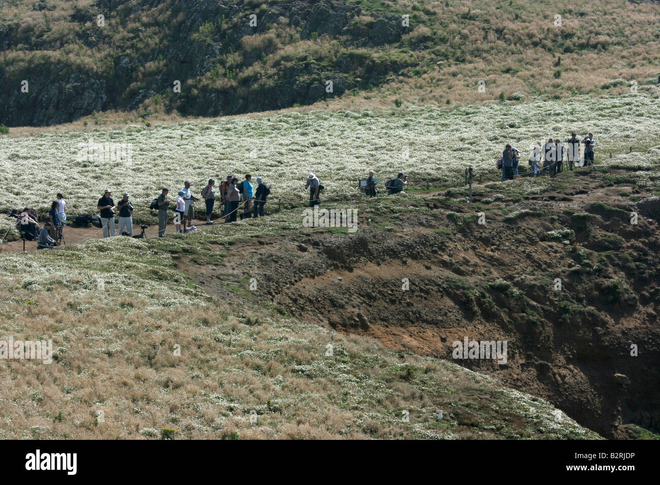 Fotografen und Zuschauer an den Docht auf Skomer Island (werfen Sie einen Blick auf meine anderen Fotos der Papageientaucher, auf meinen Namen klicken) Stockfoto