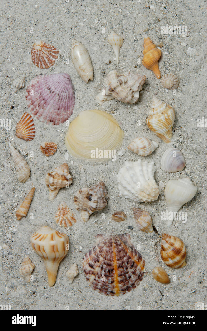 Eine Vielzahl von Muschelschalen gesammelt von Sanibel Island Florida Gulf Coast Stockfoto