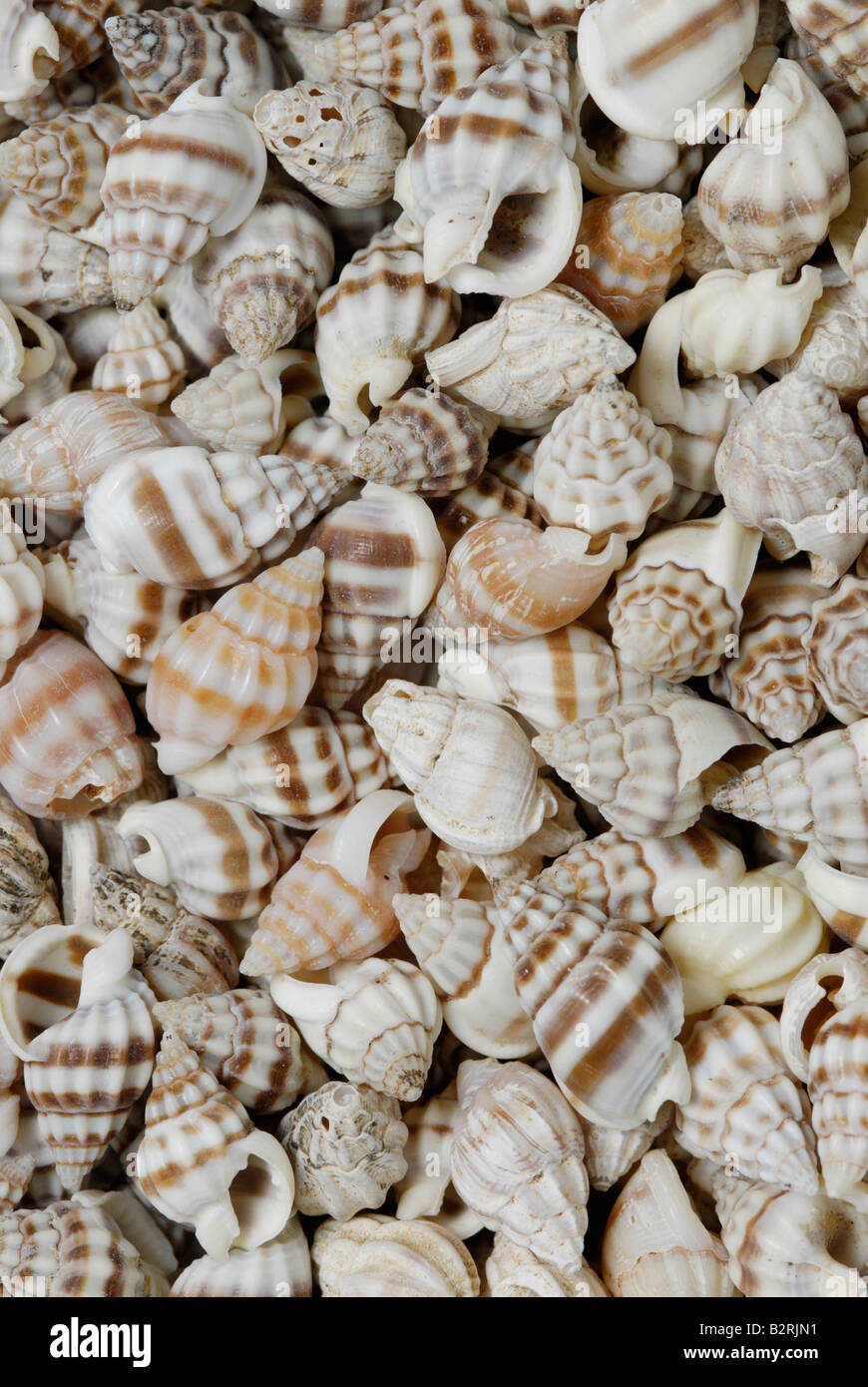 Eine Sammlung von kleinen Gastropode Muscheln Schnecken sind einzelne geschälten Mollusken Stockfoto