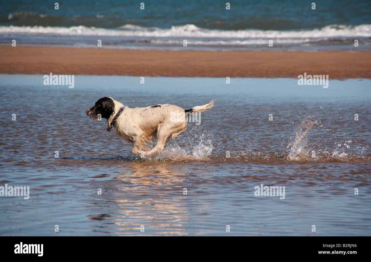 Ein Hund läuft durch das Wasser am Strand während der Jagd nach einem Ball. Stockfoto