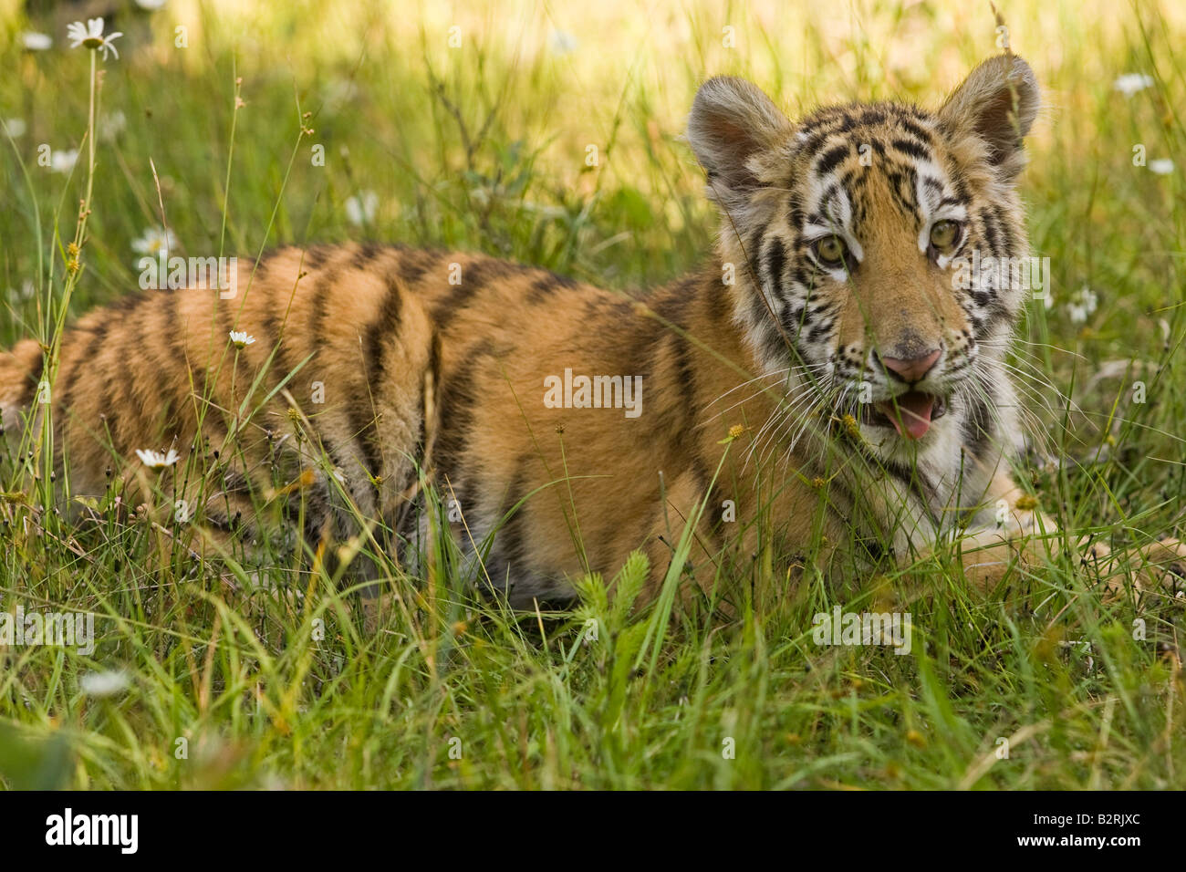 Tiger Cub in den Rasen und Blumen im Schatten liegend Stockfoto