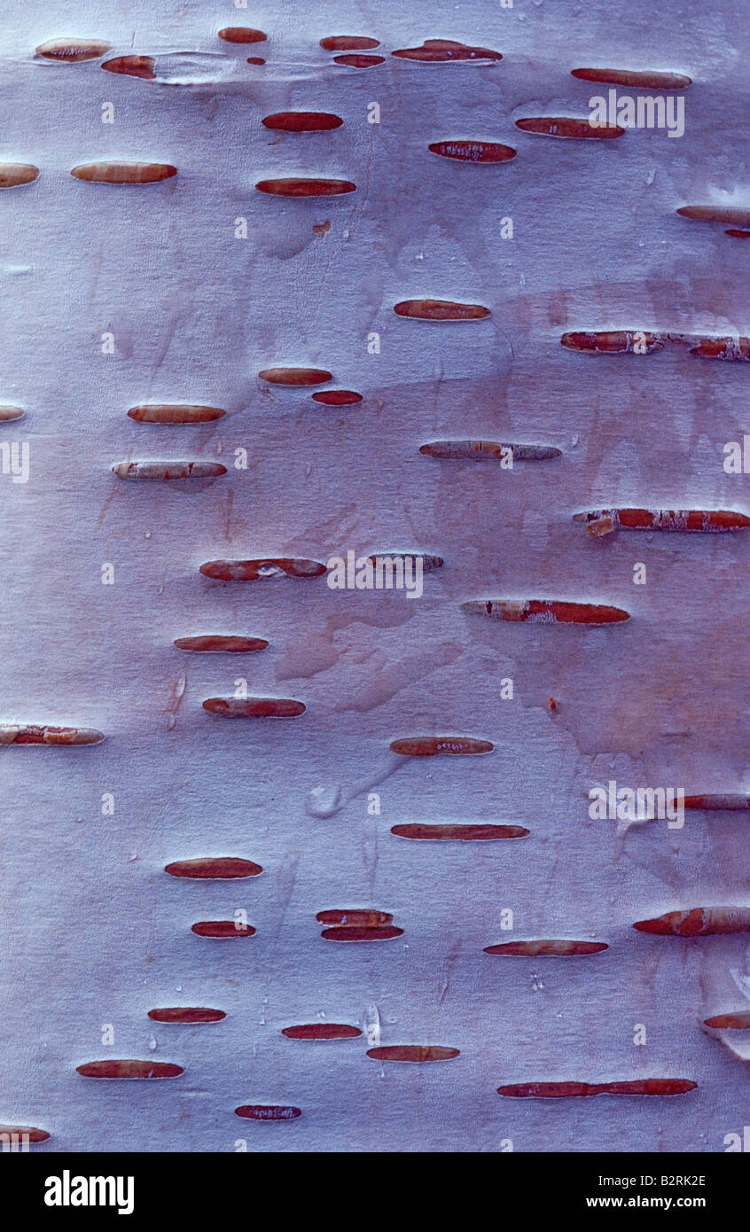 Lentizellen auf Stamm von "Paper Birch", Betula papyrifera Stockfoto